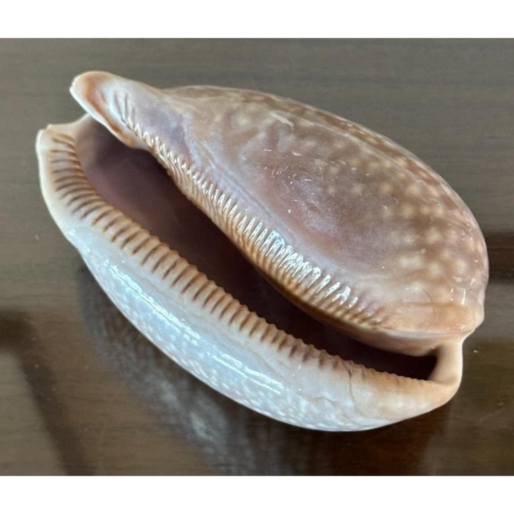 LARGE 114mm / 4.5 inches Florida Macrocypraea Cervus‎ Deer Cowrie Seashell